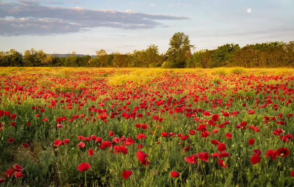 Summer, flowers, Maki, meadow, the forest, poppy field