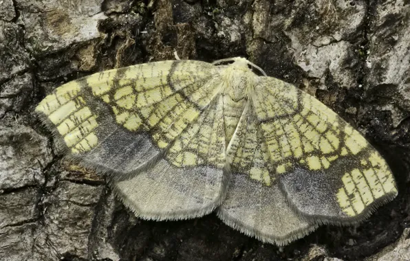 Mol, tree bark, Martin Dollenkamp