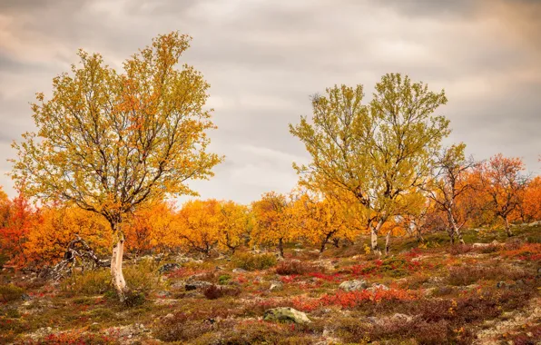 Field, autumn, trees