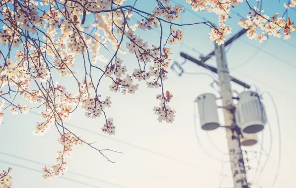 Picture flower, cherry, wire, plant, post, spring, electricity