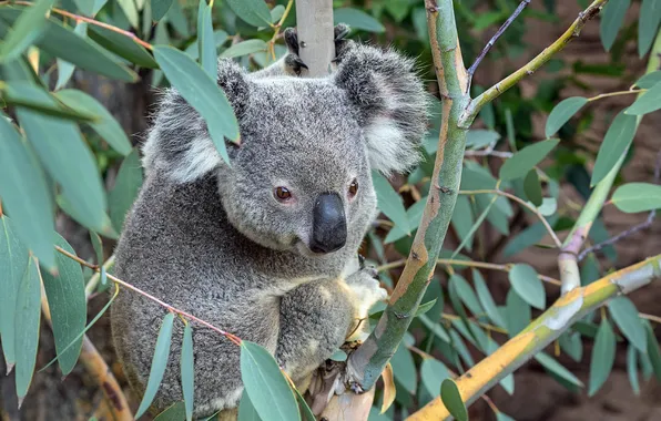 Tropics, animal, Koala