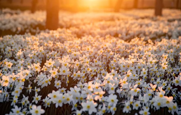 Light, flowers, clove