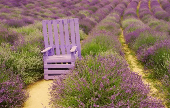 Flowers, lilac, chair, wooden, the ranks, lavender, lilac, paths