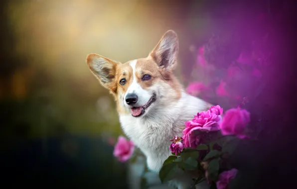 Picture flowers, roses, dog, face, bokeh, Welsh Corgi