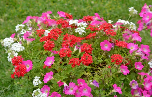 Picture Petunia, Petunia, Verbena, Verbena