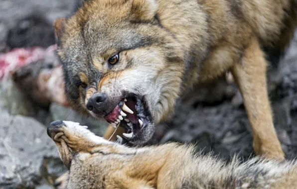 Face, wolf, pair, fangs, grin, ©Tambako The Jaguar