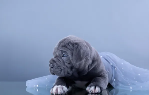 Picture animal, dog, puppy, profile, cub, cane Corso, Anna Oris