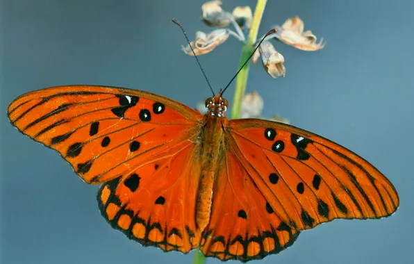 Macro, butterfly, wings, beautiful, flowers, closeup