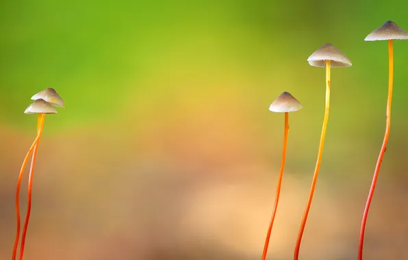 Picture nature, mushrooms, hat, leg