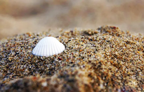 Sand, macro, shell, macro, sand, shell, venitomusic