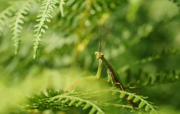 Picture greens, nature, mantis
