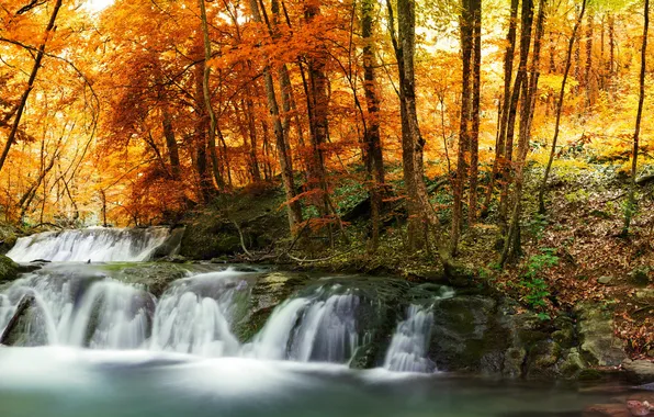 Autumn, forest, leaves, trees, stream, waterfall, yellow