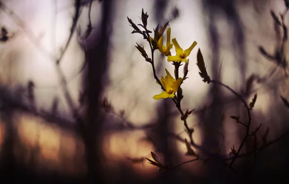 Flowers, branches, yellow, blur