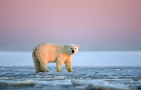 Picture sunset, Alaska, White bear, ice desert, The Arctic national reserve
