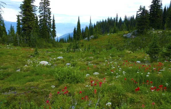 Forest, trees, flowers, mountains, stones, meadow, Canada, British Columbia