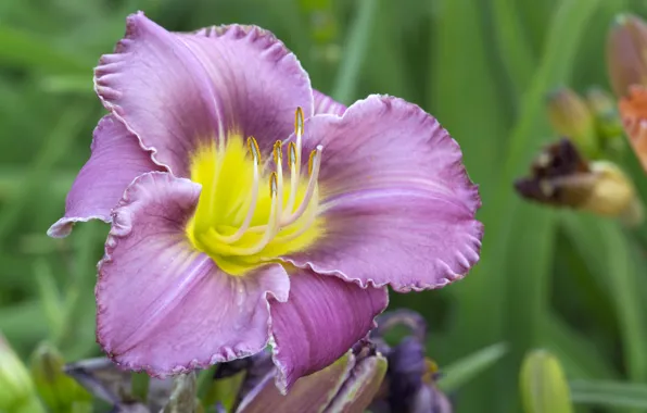 Picture Purple flower, Flower, Bokeh, Macro, macro, bokeh