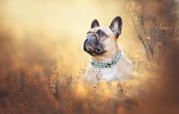 Grass, face, dog, French bulldog
