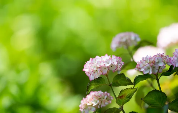 Picture inflorescence, bokeh, hydrangea