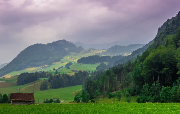Greens, field, forest, summer, the sky, clouds, mountains, clouds
