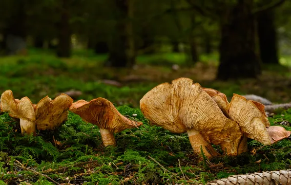 Autumn, forest, trees, glade, mushrooms, mushroom, moss, hats