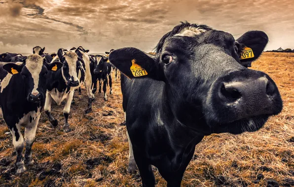 Nature, cows, cattle
