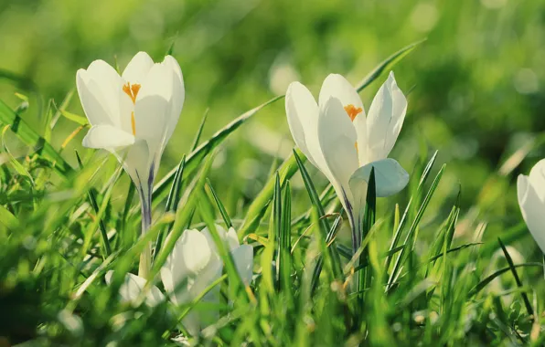 Picture grass, spring, crocuses, white, bokeh