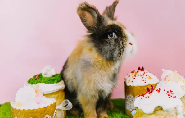 Look, rabbit, Easter, ears