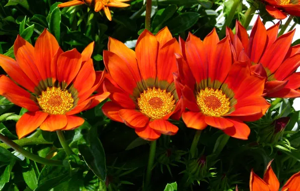 Picture leaves, petals, meadow, flowerbed