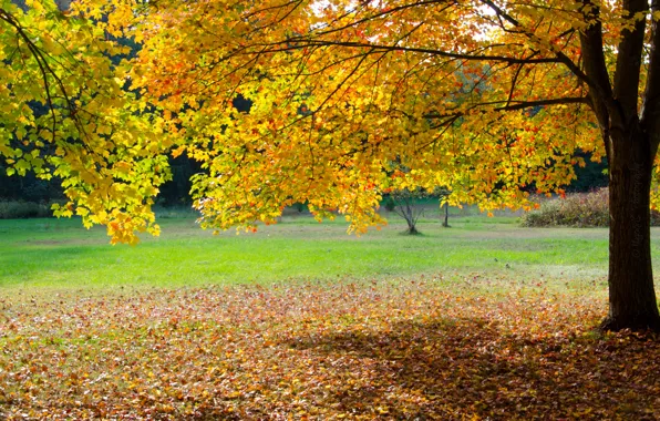 Autumn, grass, leaves, trees, Park