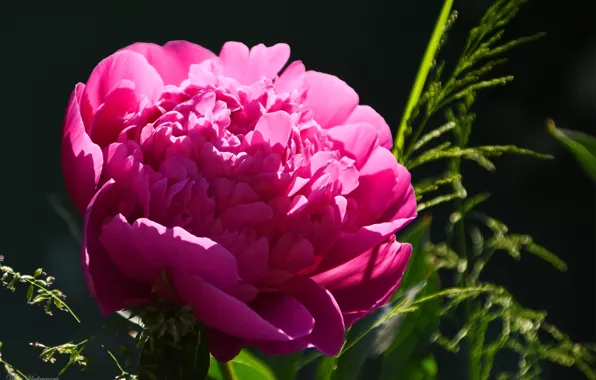 Summer, flowers, nature, peony