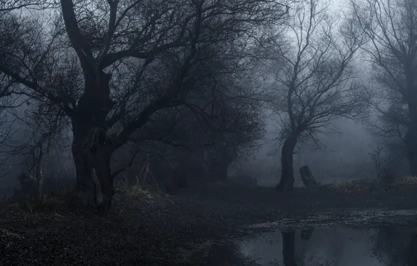 Picture forest, trees, nature, fog, lake