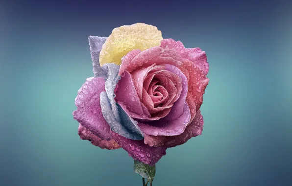 Picture flower, background, roses, droplets of water