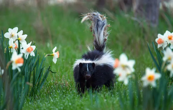 Greens, grass, look, flowers, nature, pose, Park, dirty