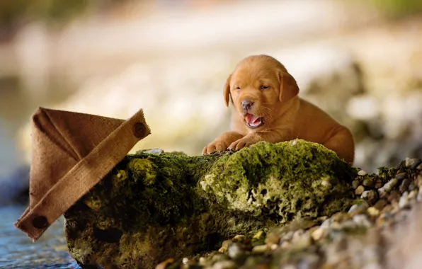 Picture language, nature, pebbles, stones, background, shore, dog, small