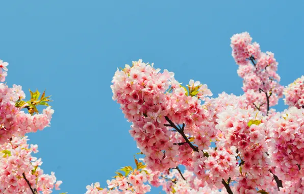 Light, flowers, branches, cherry, spring, Sakura, pink, flowering