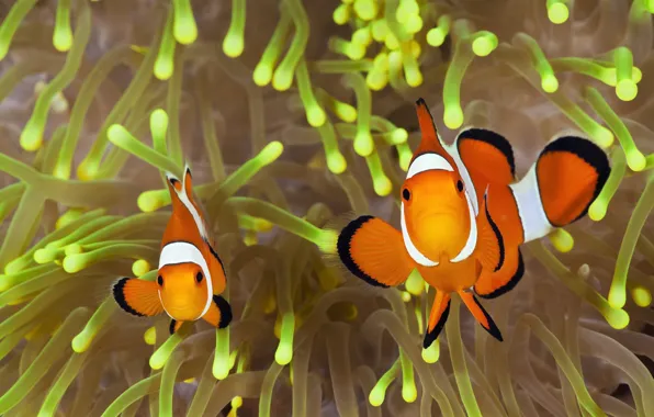 Colorful, underwater, ocean, nature, fish, clownfish, sea anemone, Tom