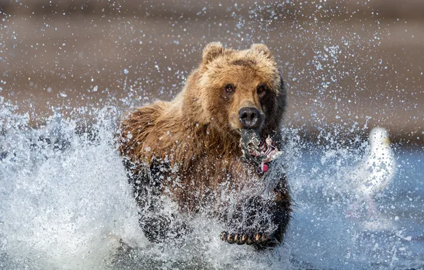 Picture Water, River, Fish, Running, Bear, Predator, Squirt, Beast