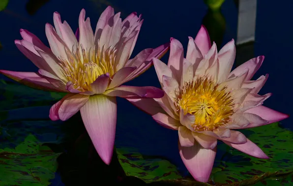Picture leaves, the dark background, Lily, two, petals, pink, buds, water lilies