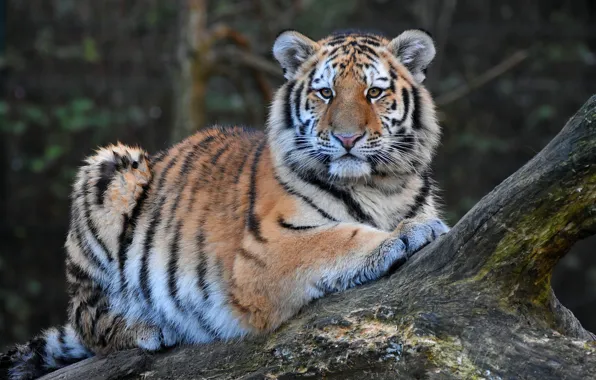 Look, tiger, pose, portrait, lies, snag, log, tiger