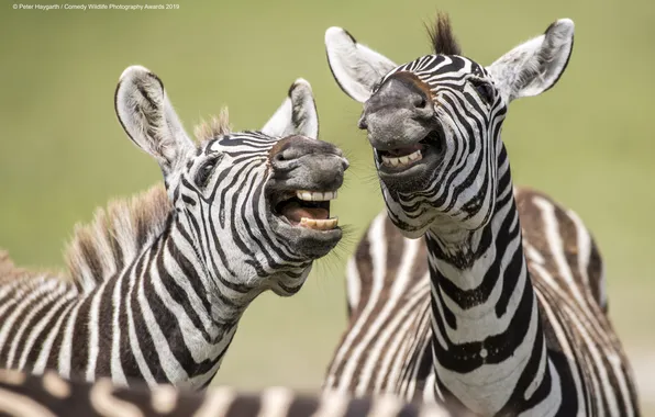 Zebra, photographer, zebra, Peter-Haygarth, Peter Haygarth, Zebras are laughing