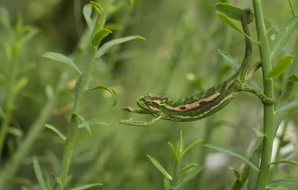 Greens, chameleon, disguise