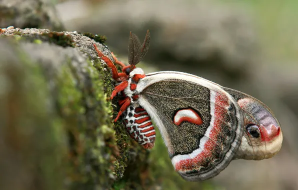Picture pattern, butterfly, wings