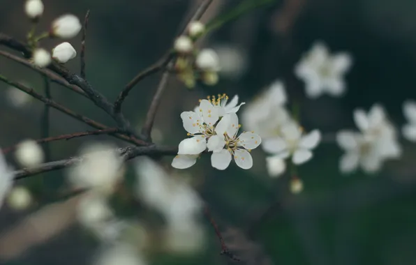 Flowers, petals, white