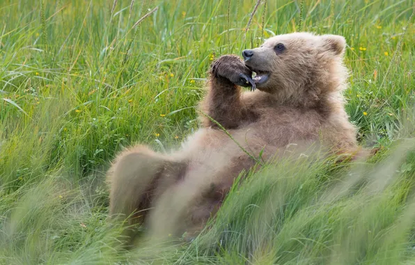 Grass, stay, bear, Alaska, meadow, Alaska, Lake Clark National Park