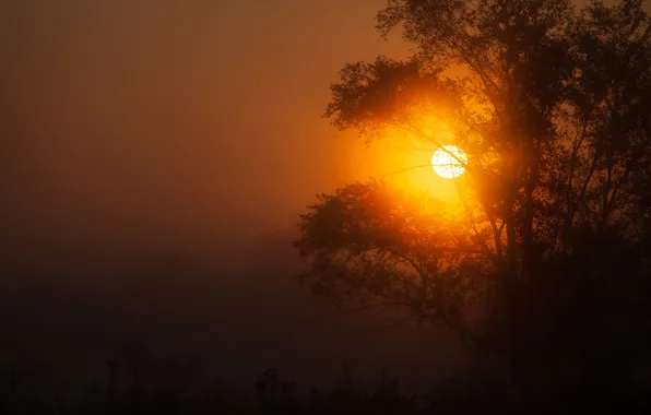 The sky, the sun, trees, sunset, silhouette, haze