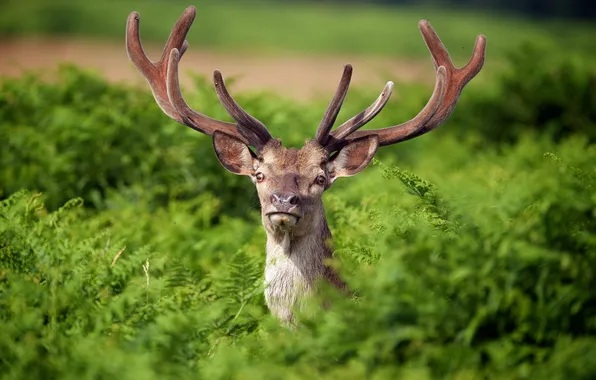 Summer, nature, deer