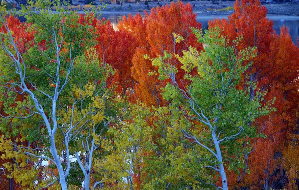 Autumn, leaves, trees, lake, CA, USA, June Lake