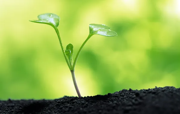 Picture Macro, Greens, Photo, Earth, Rostock, The ground, Parostok