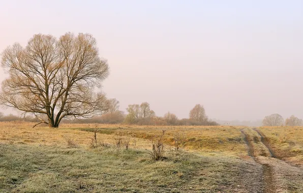 Field, trees, fog