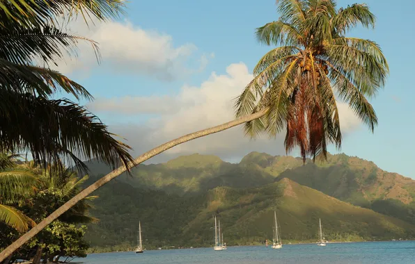 Picture sea, mountains, tropics, palm trees, coast, yachts, French Polynesia